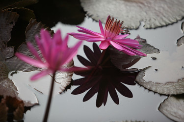 Similar image 13083351