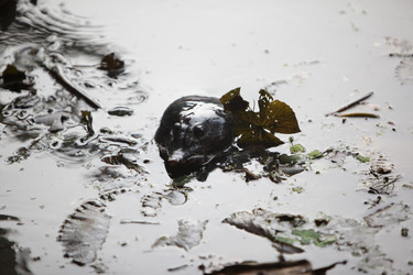 Similar image 13083430