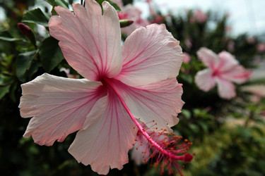 Similar image 13072906