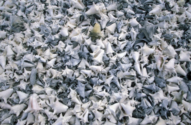 Similar image 13072434