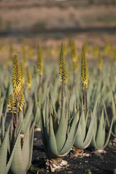 Similar image 13083424