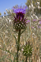 Similar image 13097805