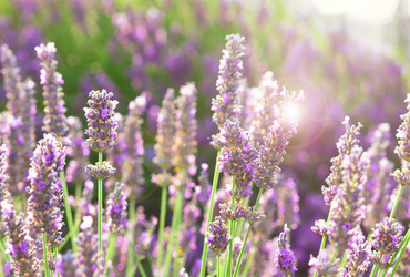 Similar image 13088435