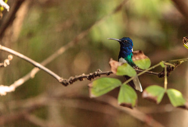 Similar image 13105819