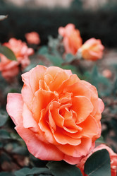 Similar image 13079606