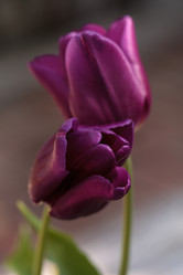 Similar image 13099599