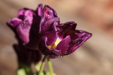 Similar image 13105601