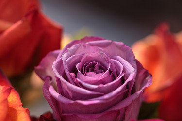 Similar image 13105605