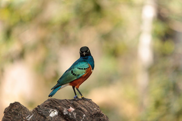 Similar image 13082622