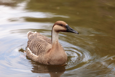 Similar image 13082663