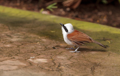 Similar image 13105649