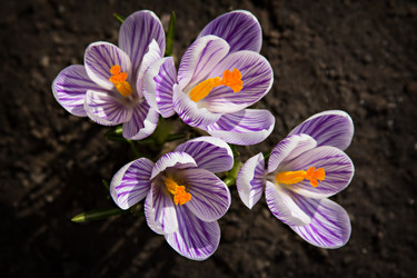 Similar image 13066390