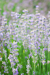 Similar image 13066808