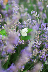 Similar image 13066829