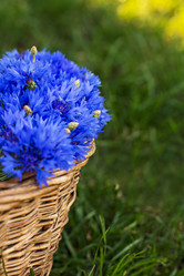 Similar image 13067086