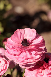 Similar image 13099655