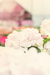 Similar image 13066484