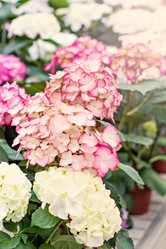 Similar image 13066523