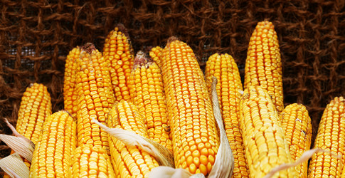 Similar image 13078255