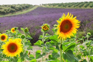 Similar image 13089047