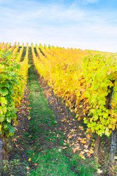 Similar image 13089131