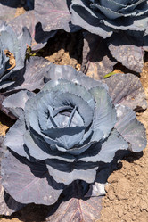 Similar image 13105846