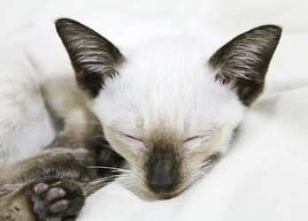 Similar image 13090294