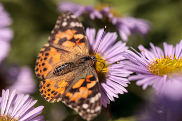 Similar image 13105868