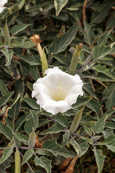 Similar image 13105921