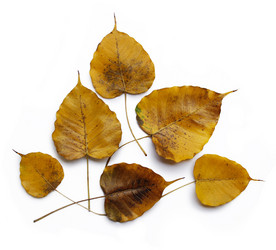 Similar image 13074646