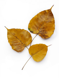 Similar image 13085844