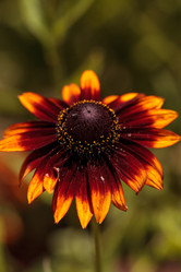 Similar image 13105982