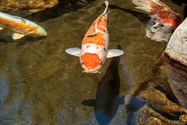 Similar image 13105999