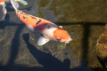 Similar image 13106031