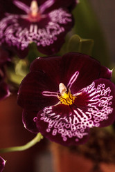 Similar image 13106081