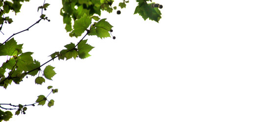 Similar image 13085846