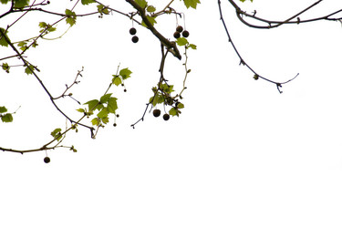 Similar image 13085866