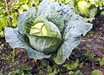 Similar image 13066444