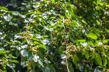 Similar image 13076573