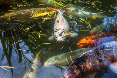 Similar image 13076649