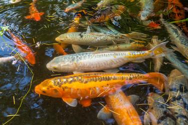 Similar image 13076653