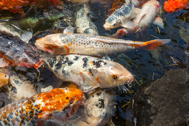 Similar image 13076689