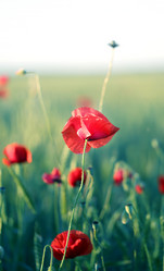 Similar image 13077916