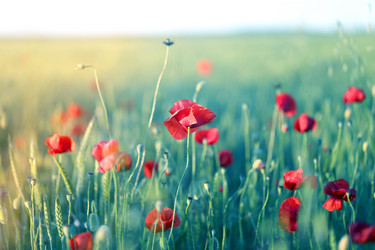 Similar image 13077917