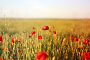 Similar image 13077919