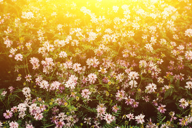 Similar image 13074397