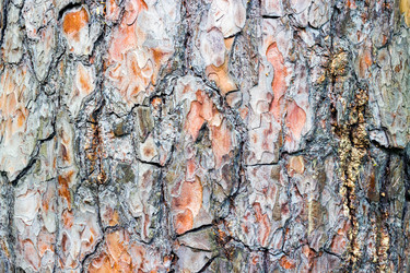 Similar image 13074548