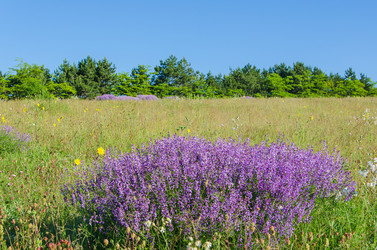 Similar image 13074839