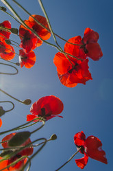 Similar image 13074840