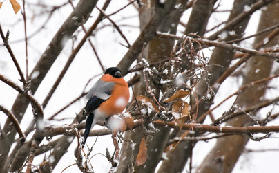 Similar image 13074611